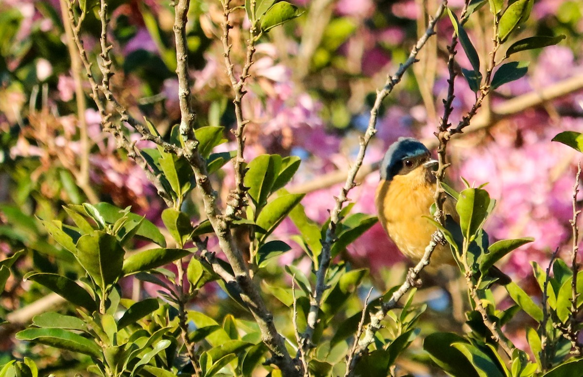Fawn-breasted Tanager - ML642151208