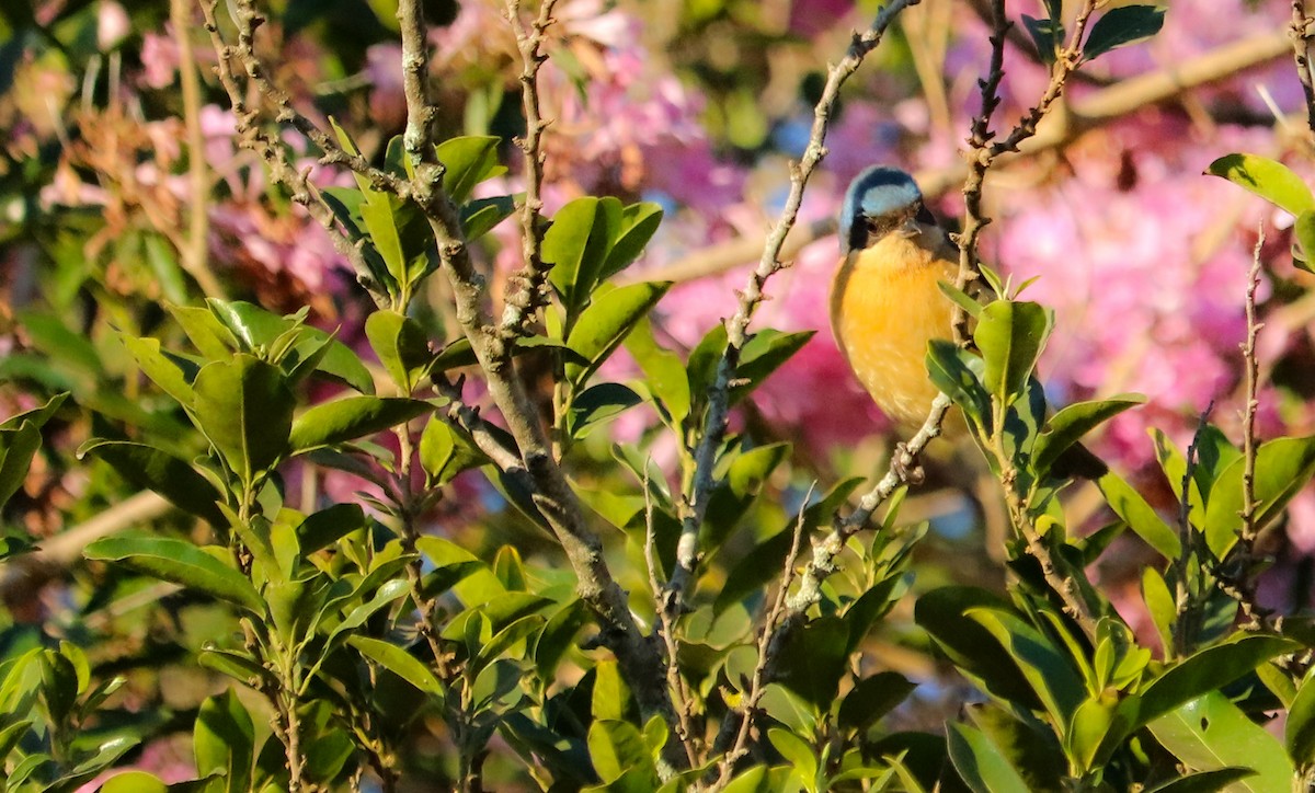 Fawn-breasted Tanager - ML642151209