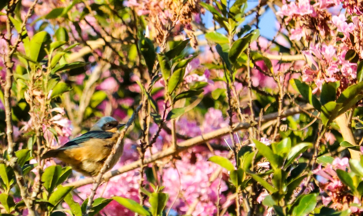 Fawn-breasted Tanager - ML642151210