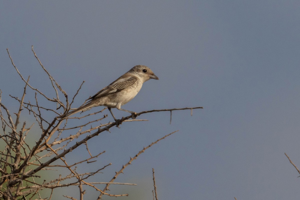Masked Shrike - ML642151211