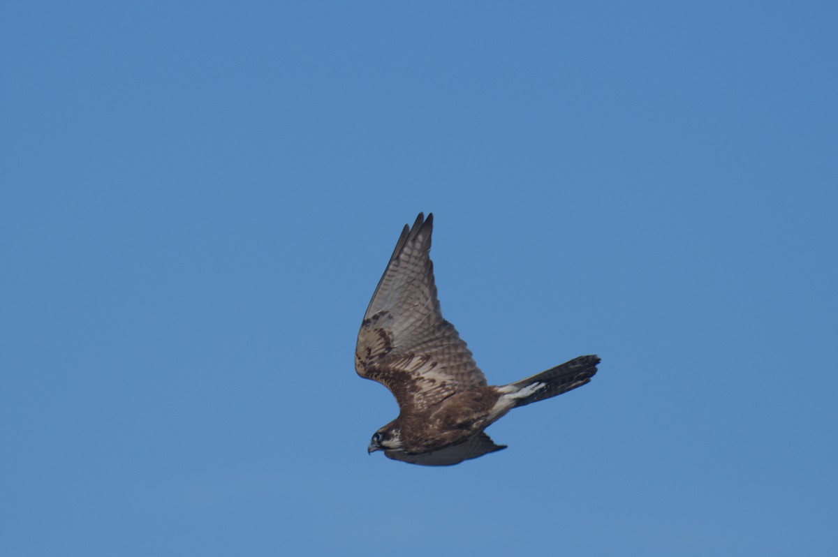 Brown Falcon - ML642151213