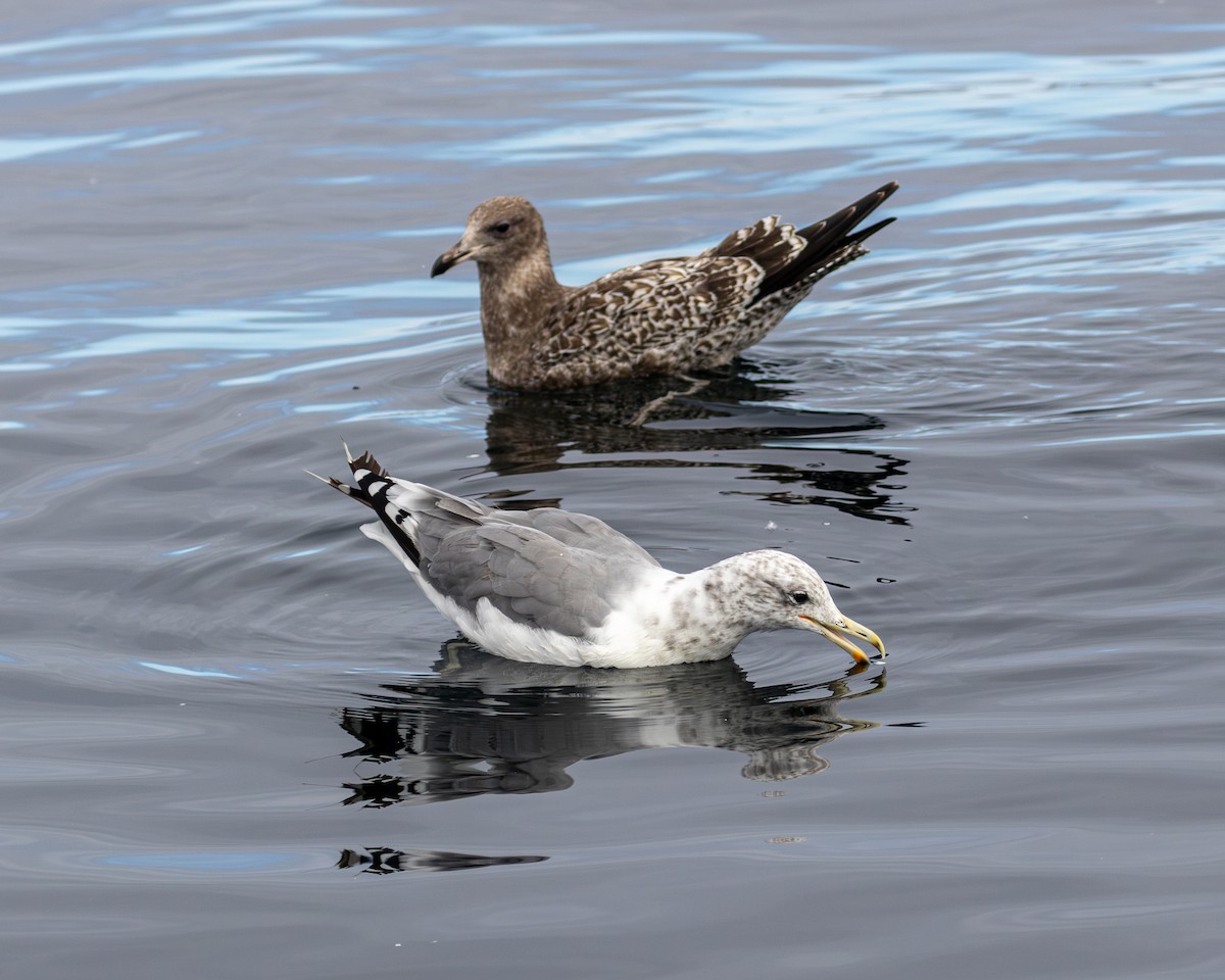 California Gull - ML642151214