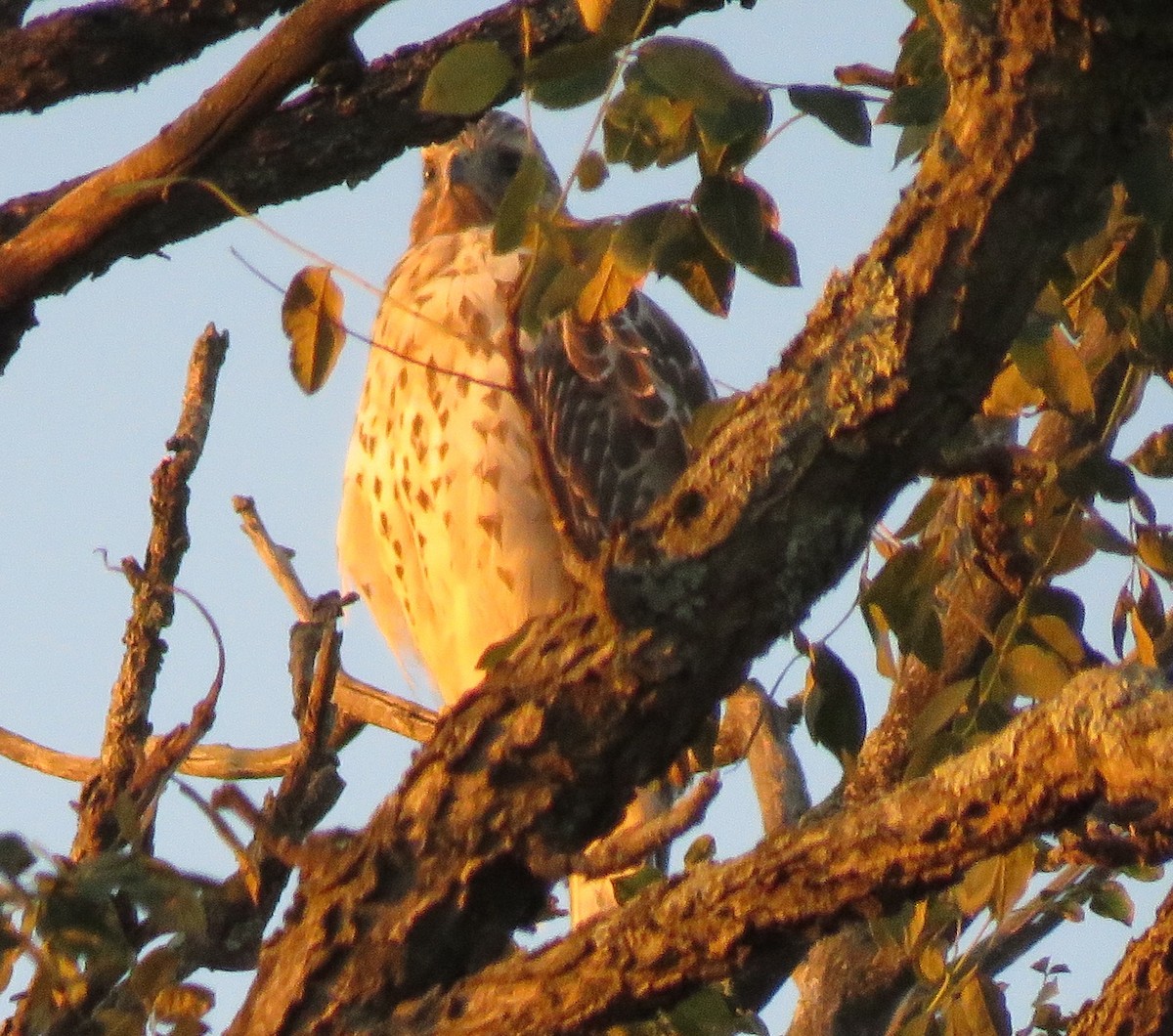 Red-shouldered Hawk - ML642151229