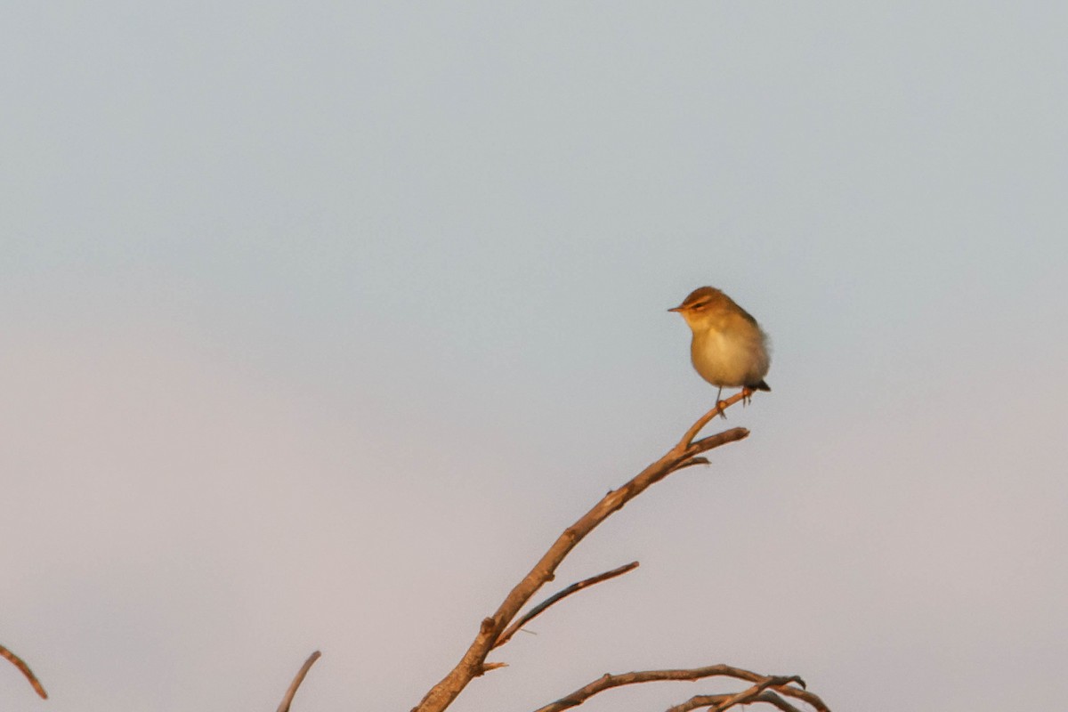 Willow Warbler - ML642151231