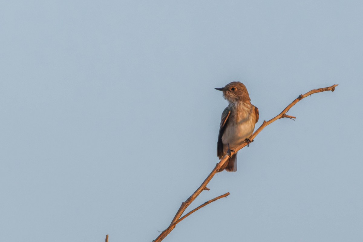 Spotted Flycatcher - ML642151235