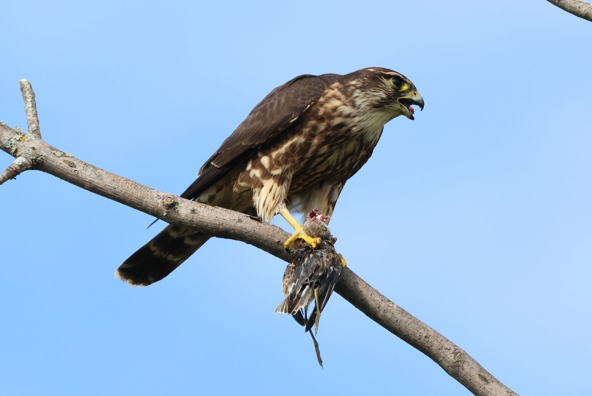 Merlin - ML642151237