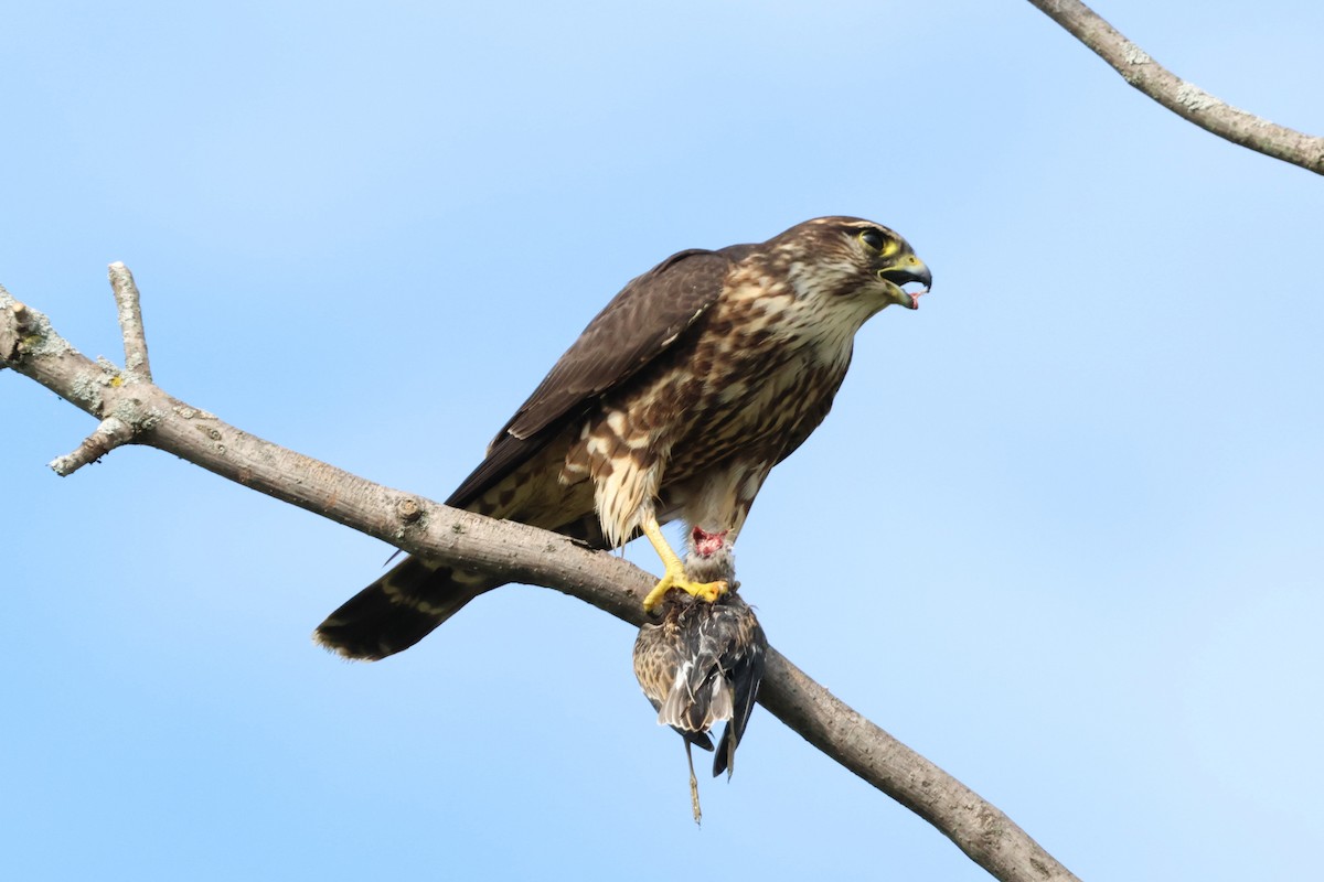 Merlin - ML642151238