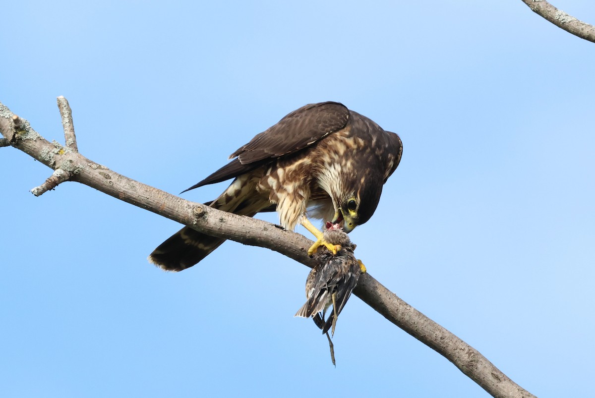 Merlin - ML642151239