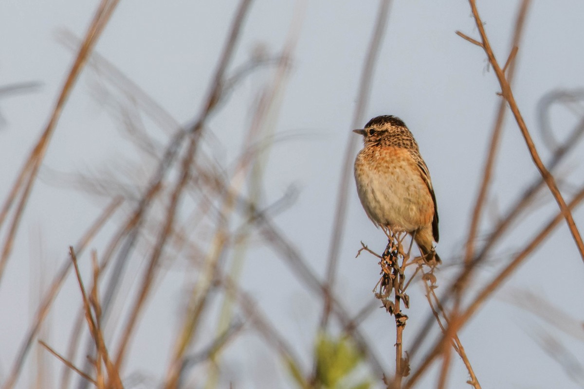 Whinchat - ML642151246
