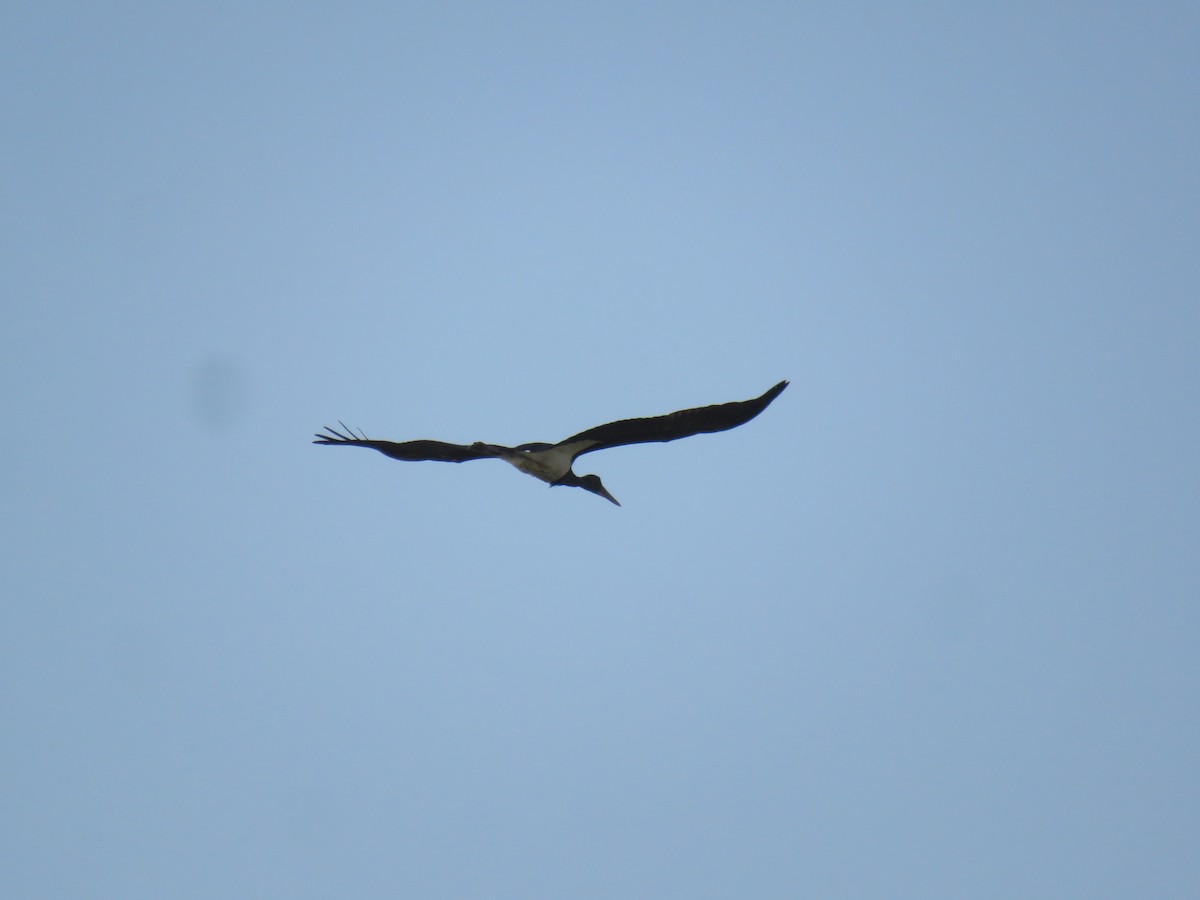 Black Stork - ML642151254
