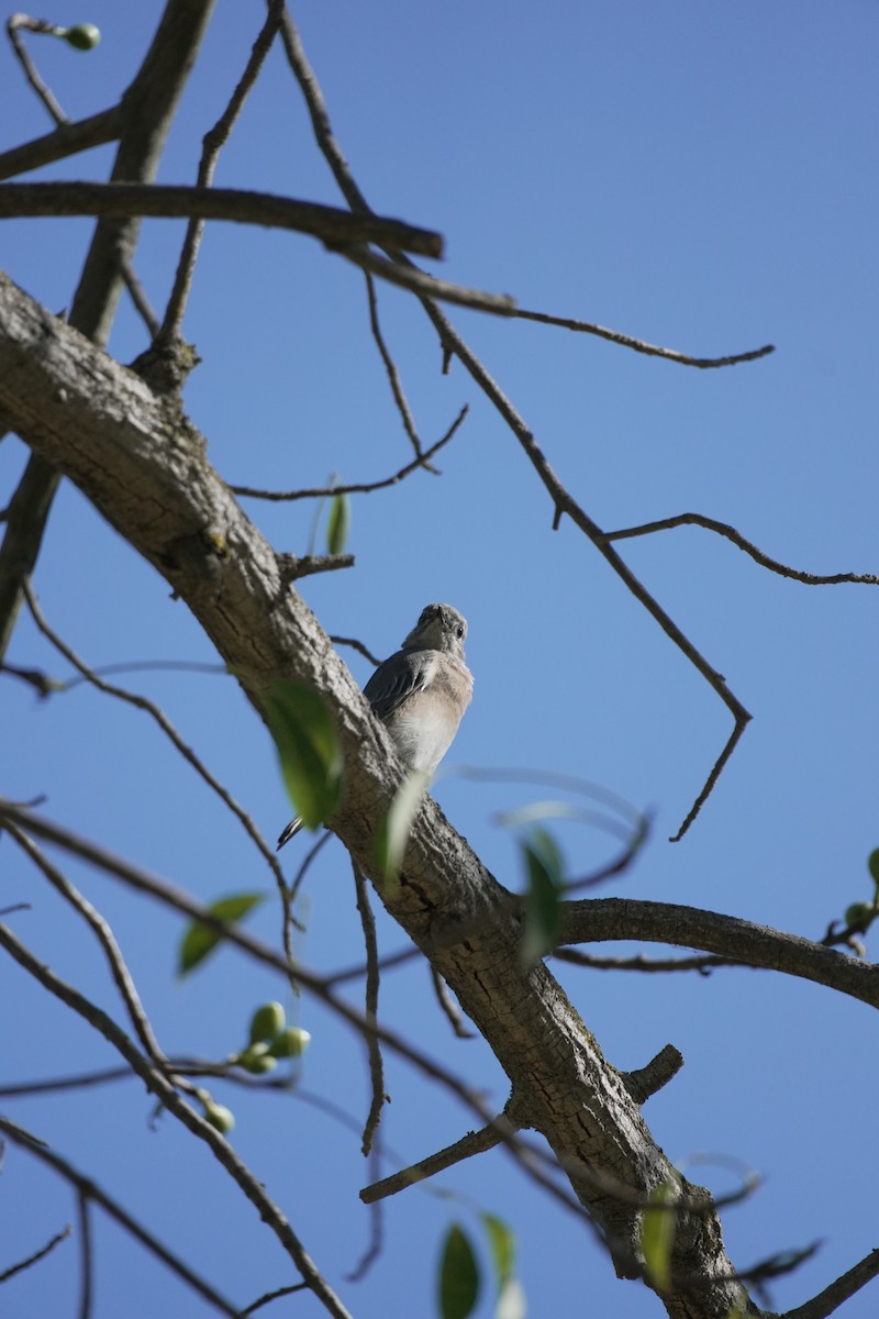 Western Bluebird - ML642151288