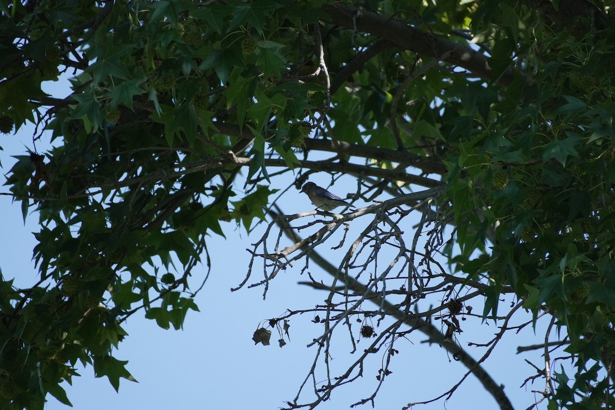 Western Bluebird - ML642151289