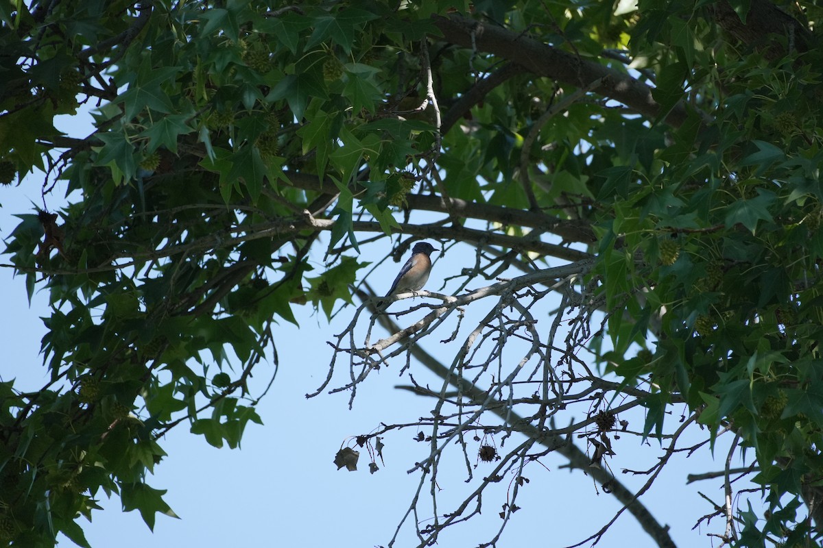 Western Bluebird - ML642151290