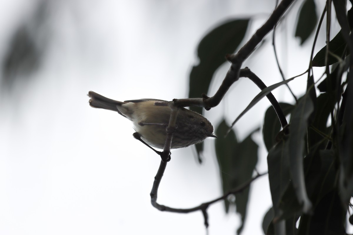 Brown Thornbill - ML642151292