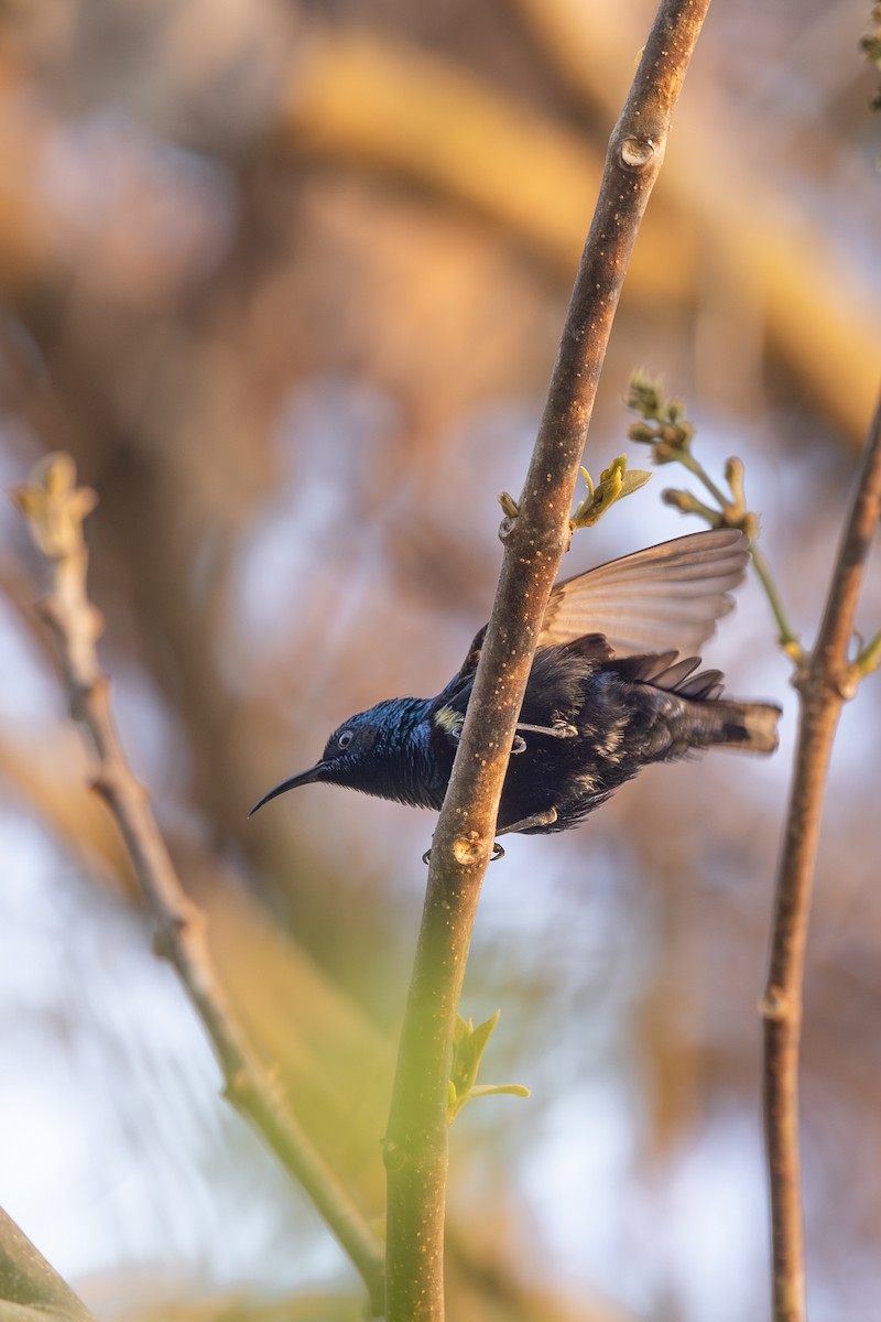 Purple Sunbird - ML642151295