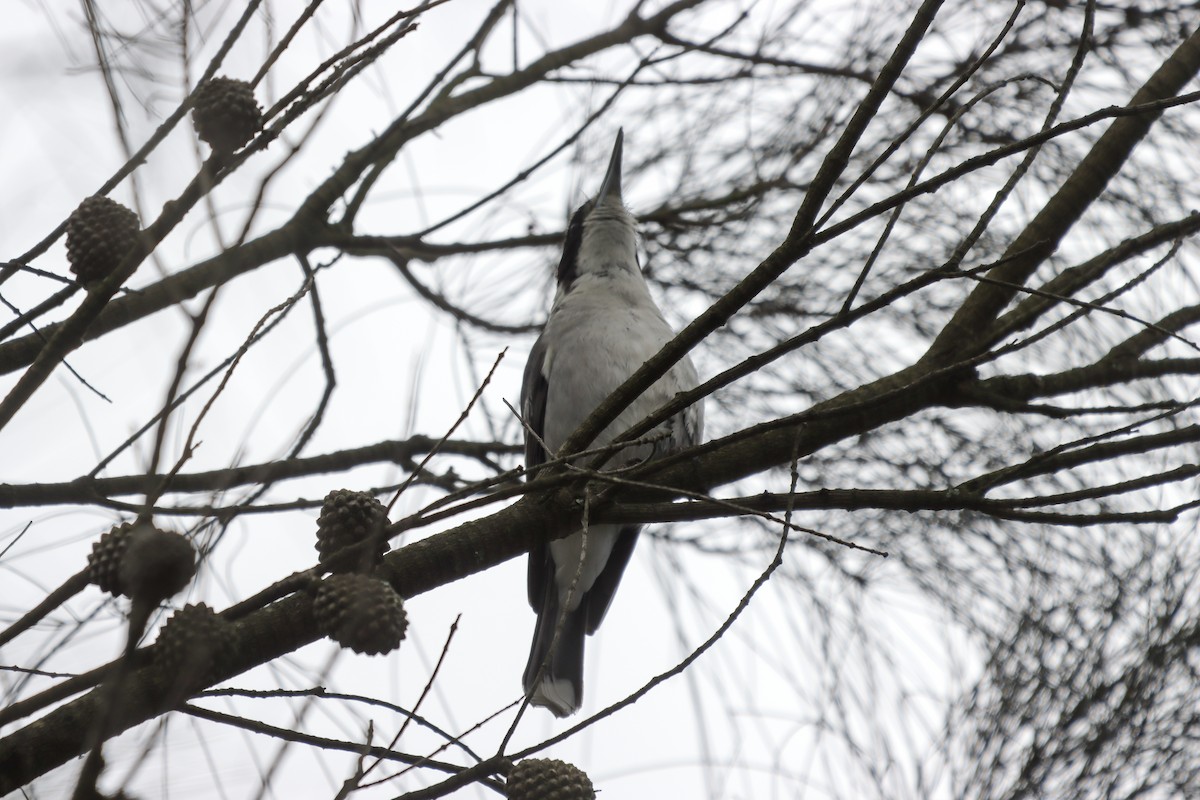 Gray Butcherbird - ML642151297