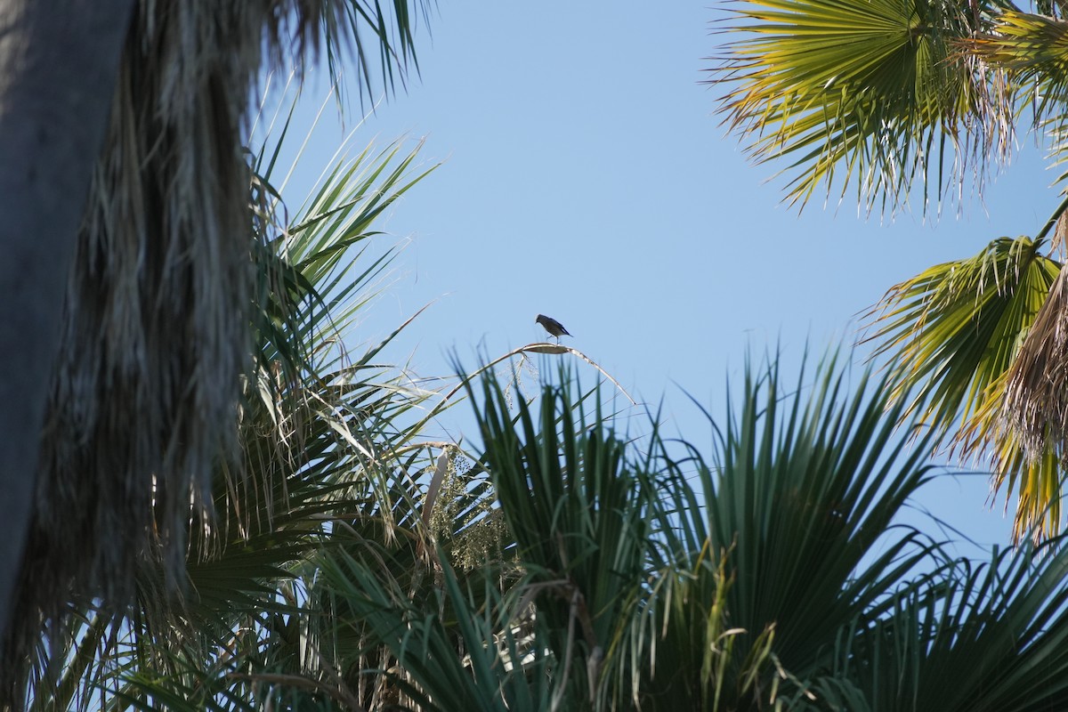 Townsend's Solitaire - ML642151298