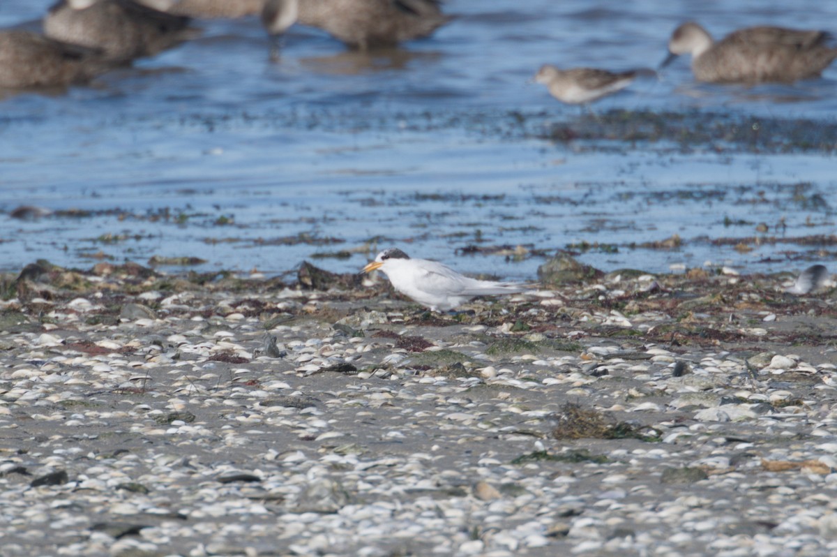 Australian Fairy Tern - ML642151299