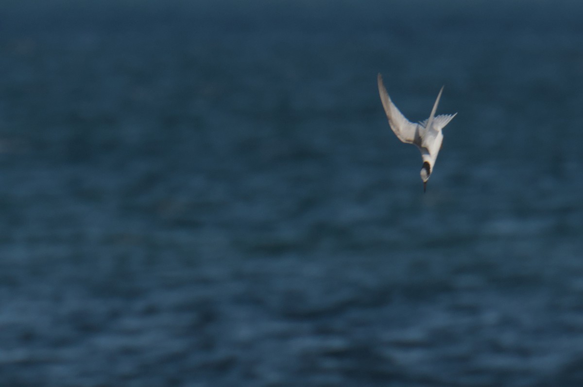 Australian Fairy Tern - ML642151300