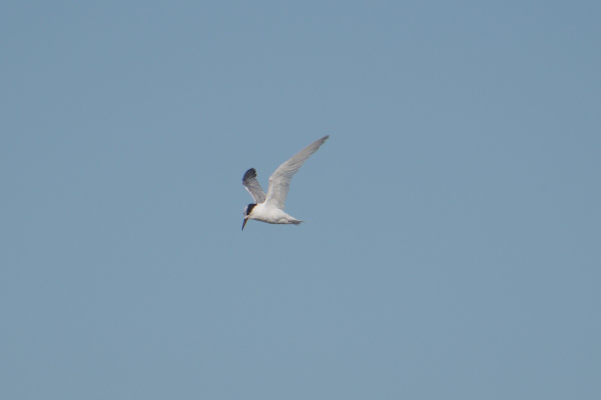Australian Fairy Tern - ML642151301