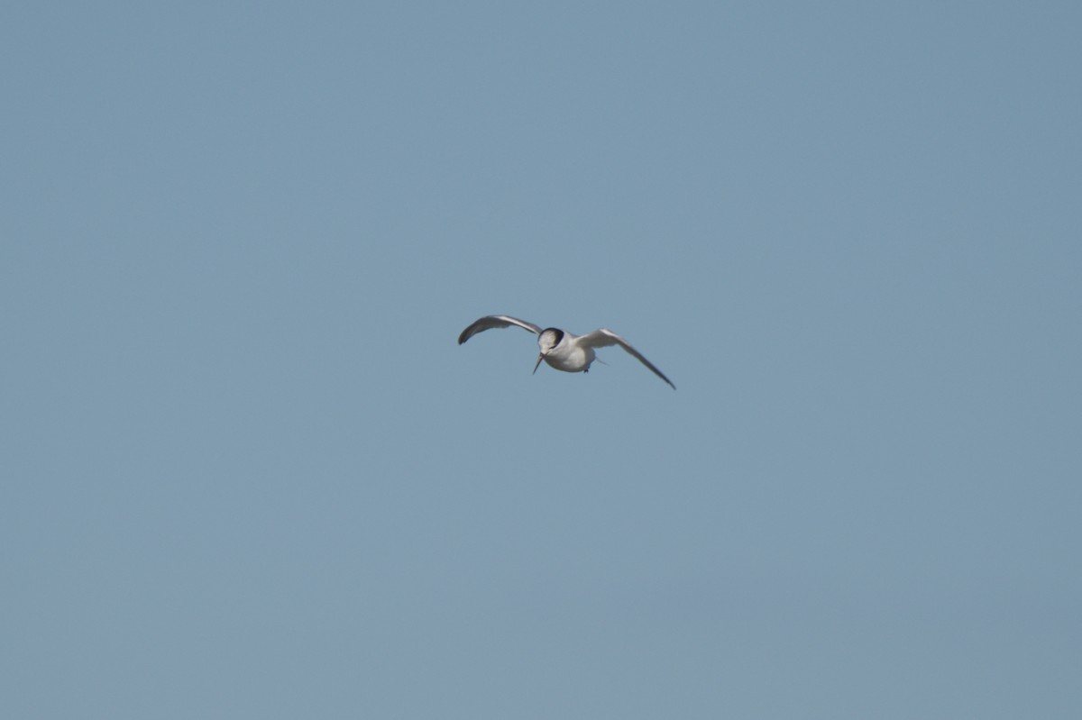 Australian Fairy Tern - ML642151302