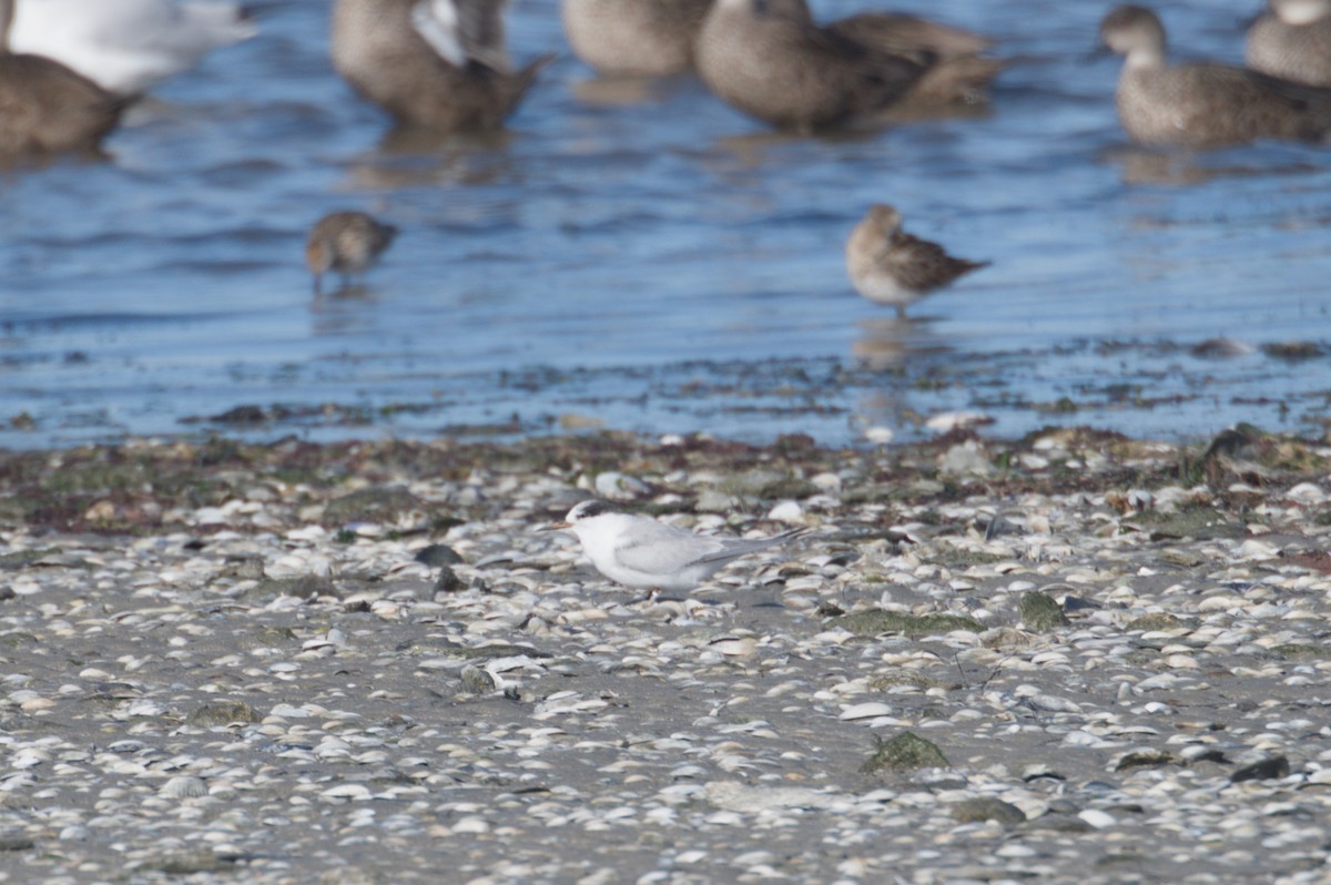 Australian Fairy Tern - ML642151303