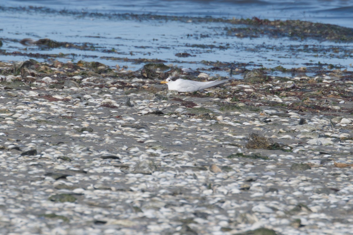 Australian Fairy Tern - ML642151304