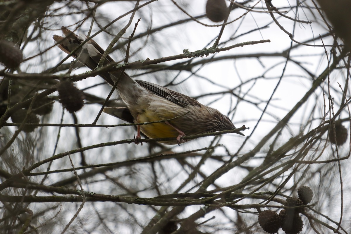Red Wattlebird - ML642151311