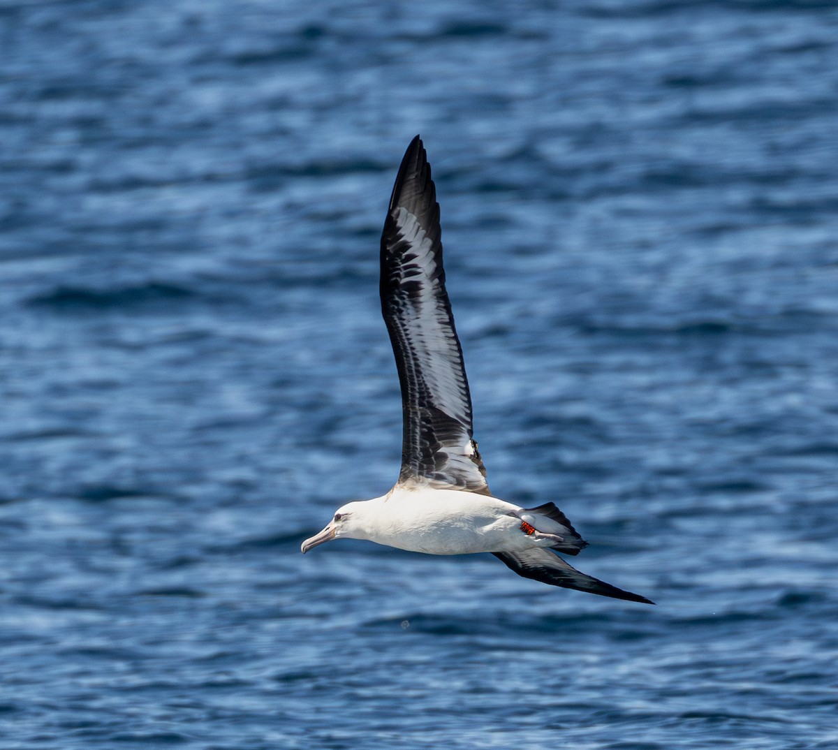 Laysan Albatross - ML642151334