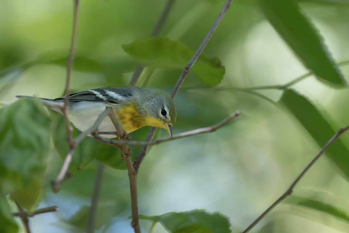 Northern Parula - ML642151349