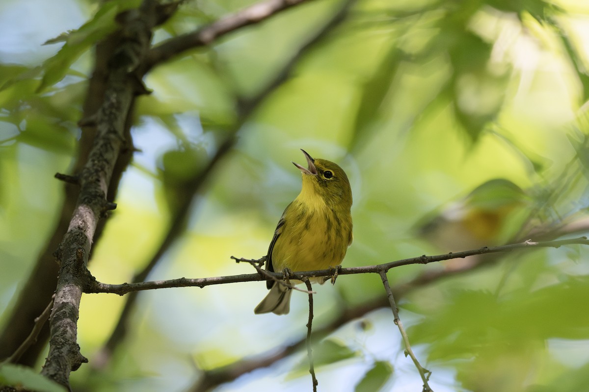 Pine Warbler - ML642151357