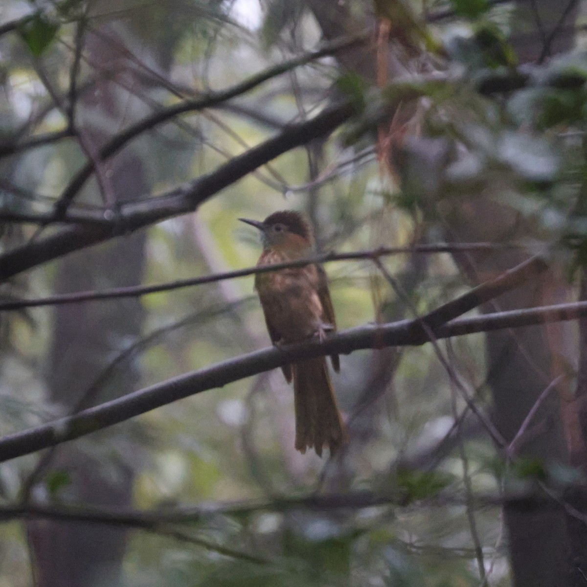 Mountain Bulbul - ML642151360