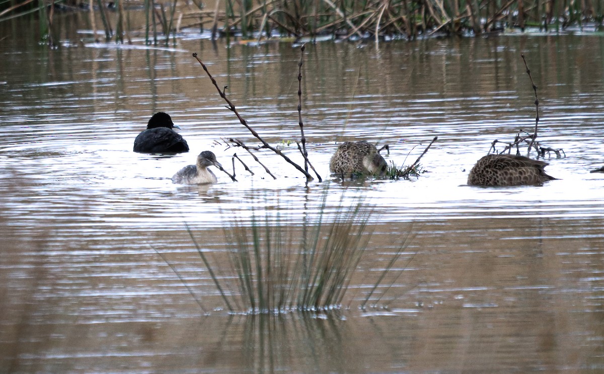 Hoary-headed Grebe - ML642151361