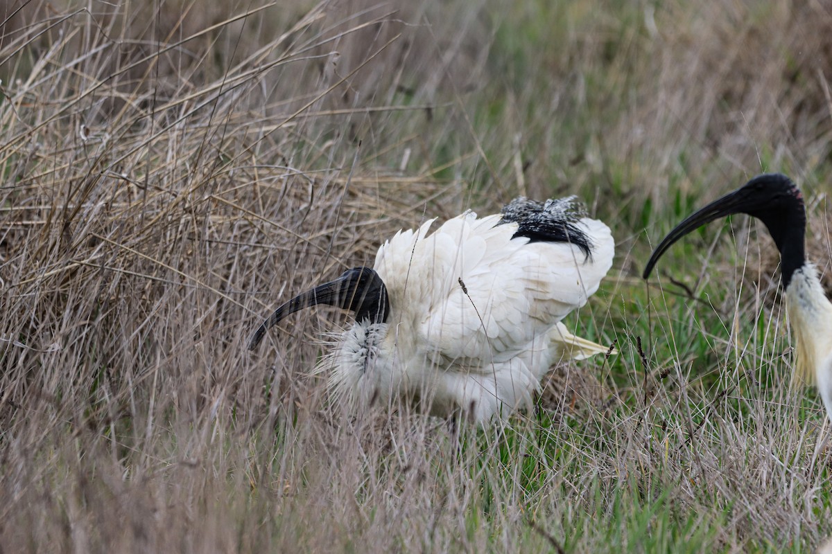 Australian Ibis - ML642151363