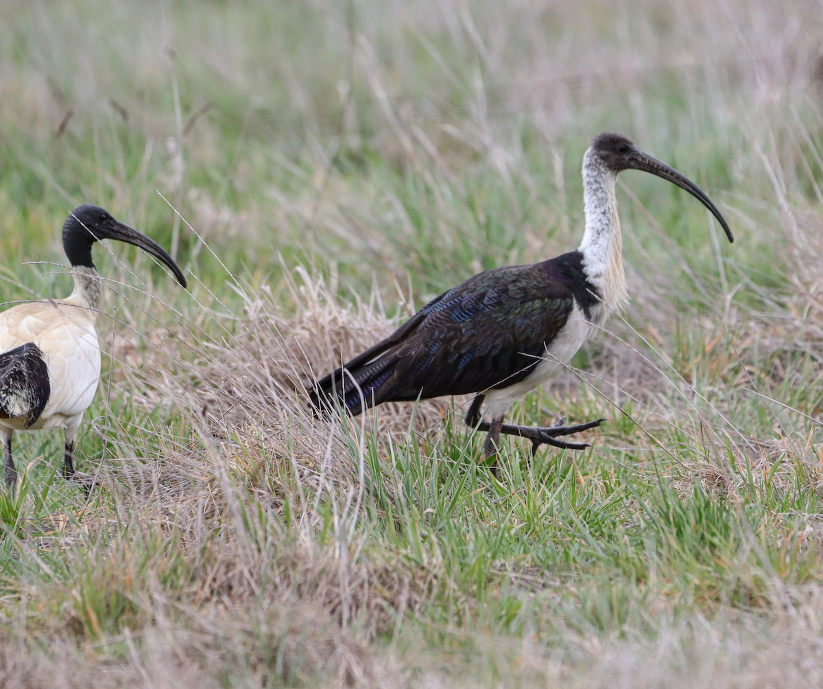 Straw-necked Ibis - ML642151369