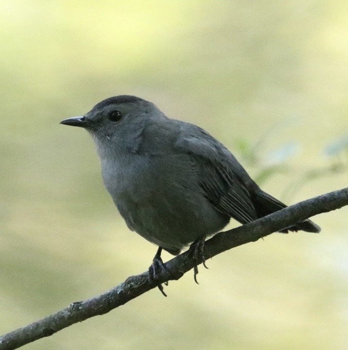 Gray Catbird - ML642151374