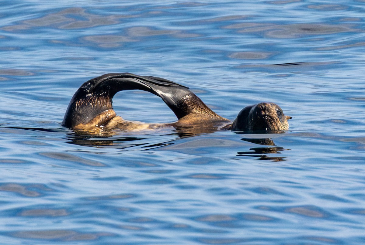 Mammals - ML642151404