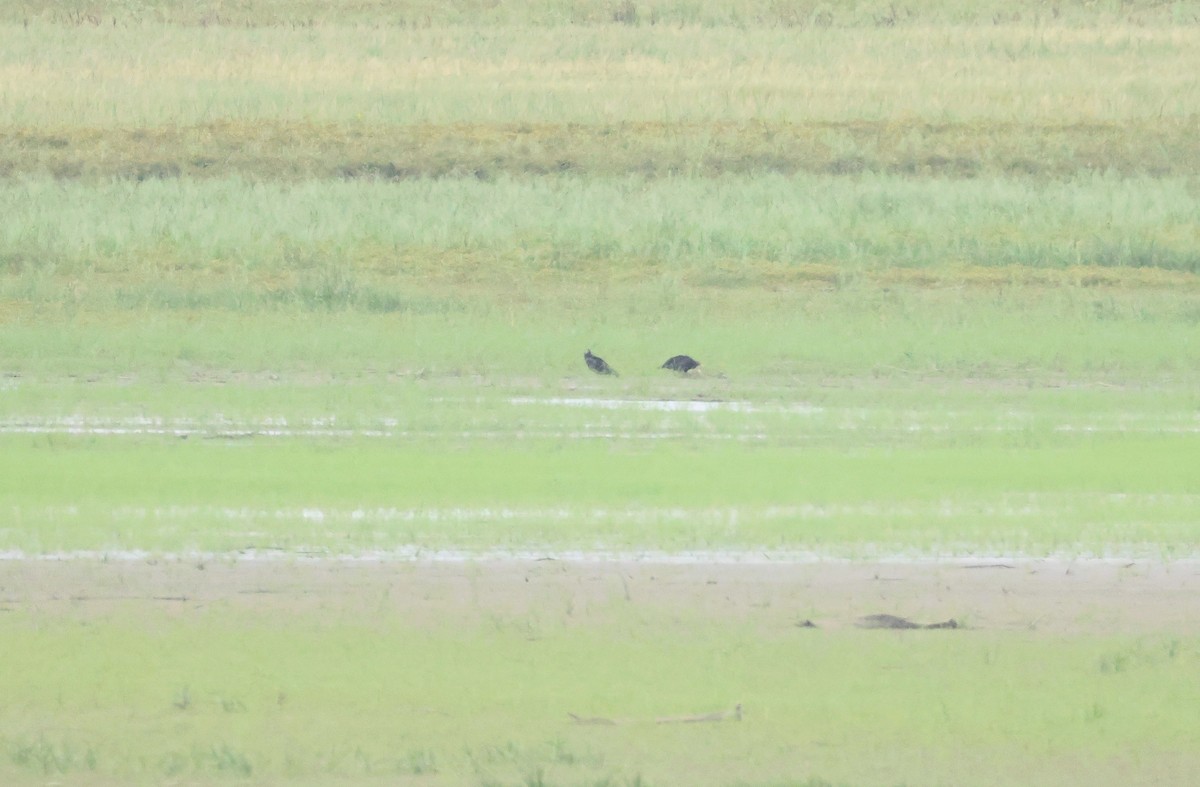 Turkey Vulture - ML642151405