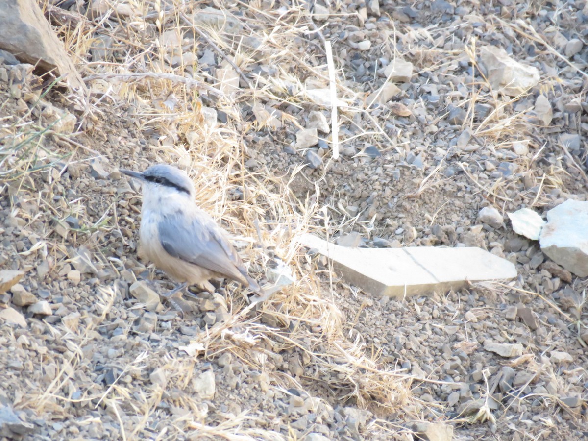 Western Rock Nuthatch - ML642151420