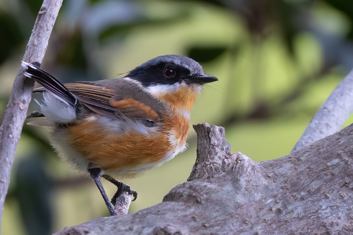 ムナグロセワタビタキ（capensis） - ML642151436