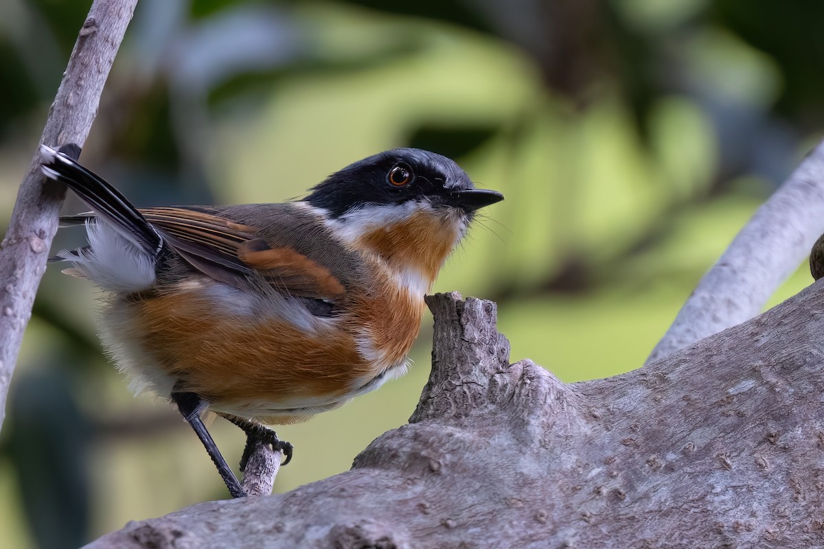 ムナグロセワタビタキ（capensis） - ML642151437