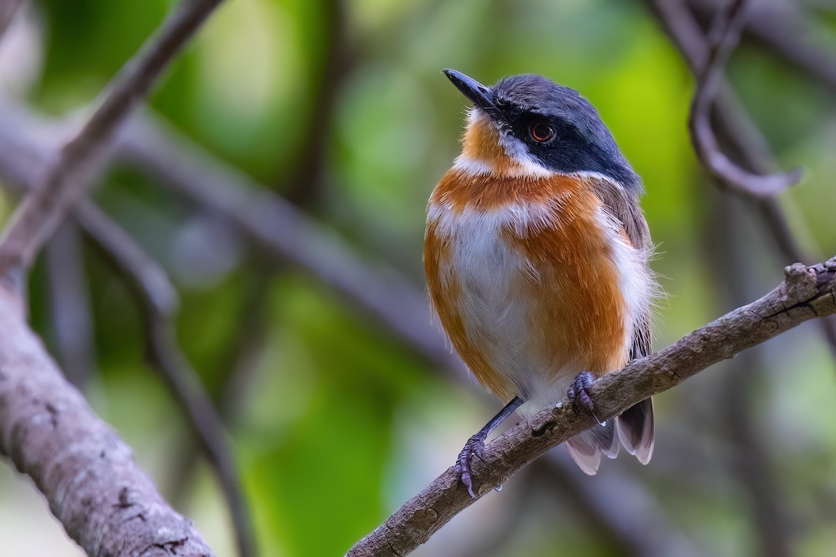 ムナグロセワタビタキ（capensis） - ML642151438