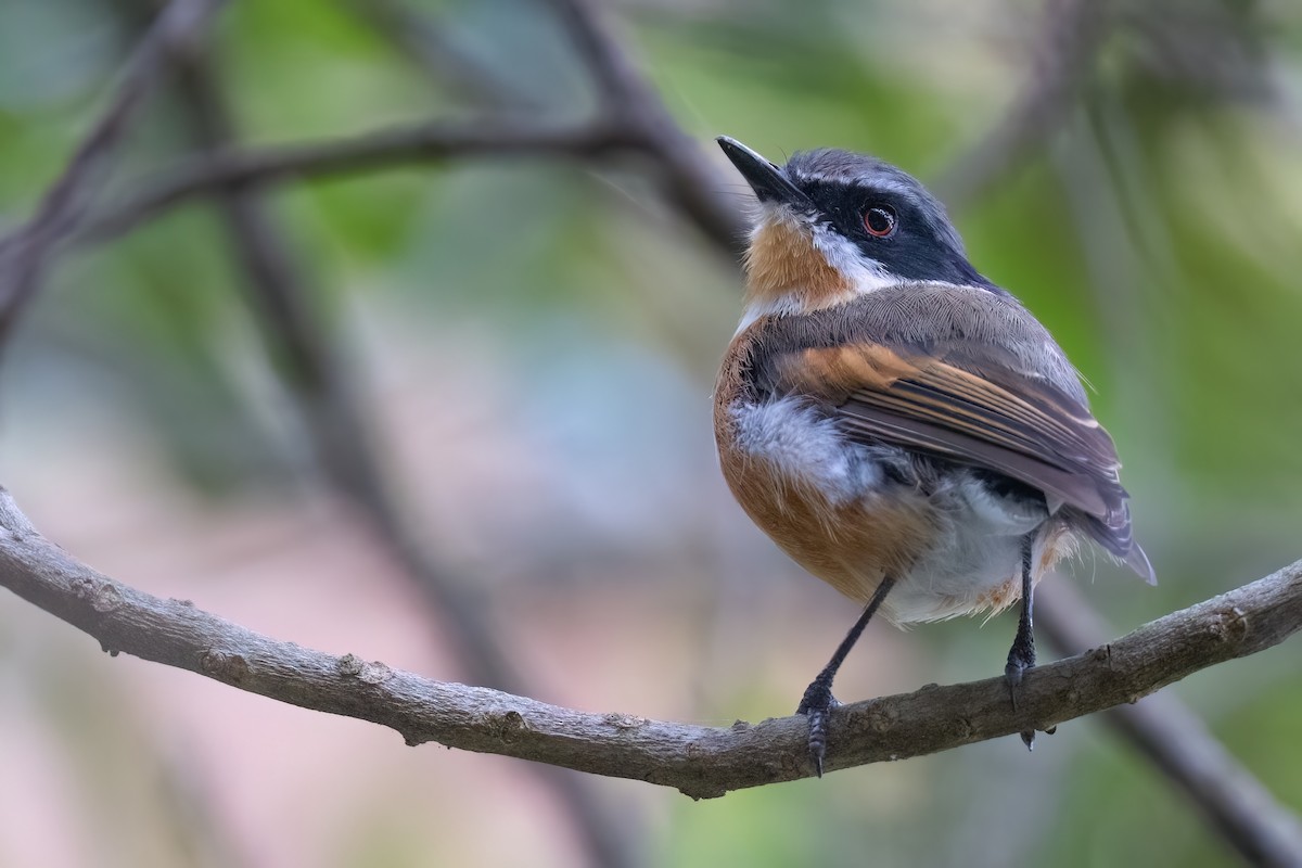 ムナグロセワタビタキ（capensis） - ML642151439
