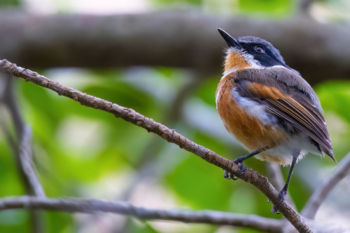 ムナグロセワタビタキ（capensis） - ML642151440