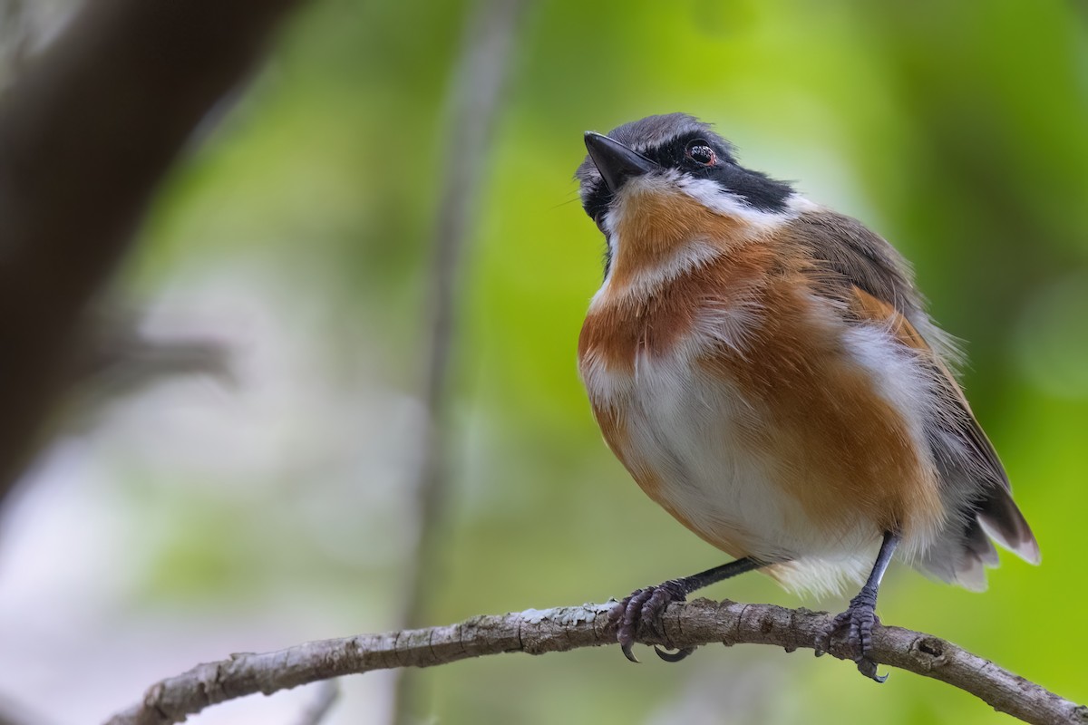 ムナグロセワタビタキ（capensis） - ML642151441