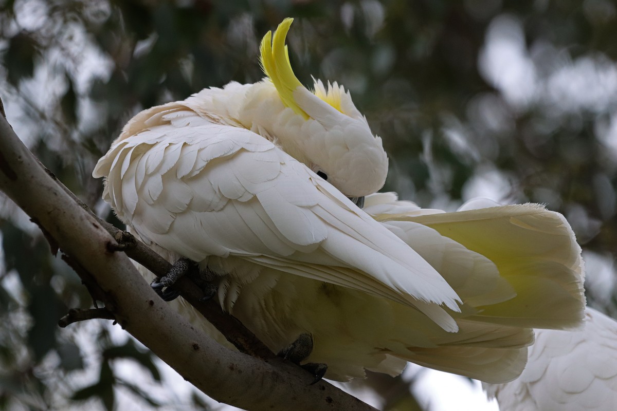 Cacatúa Galerita - ML642151445
