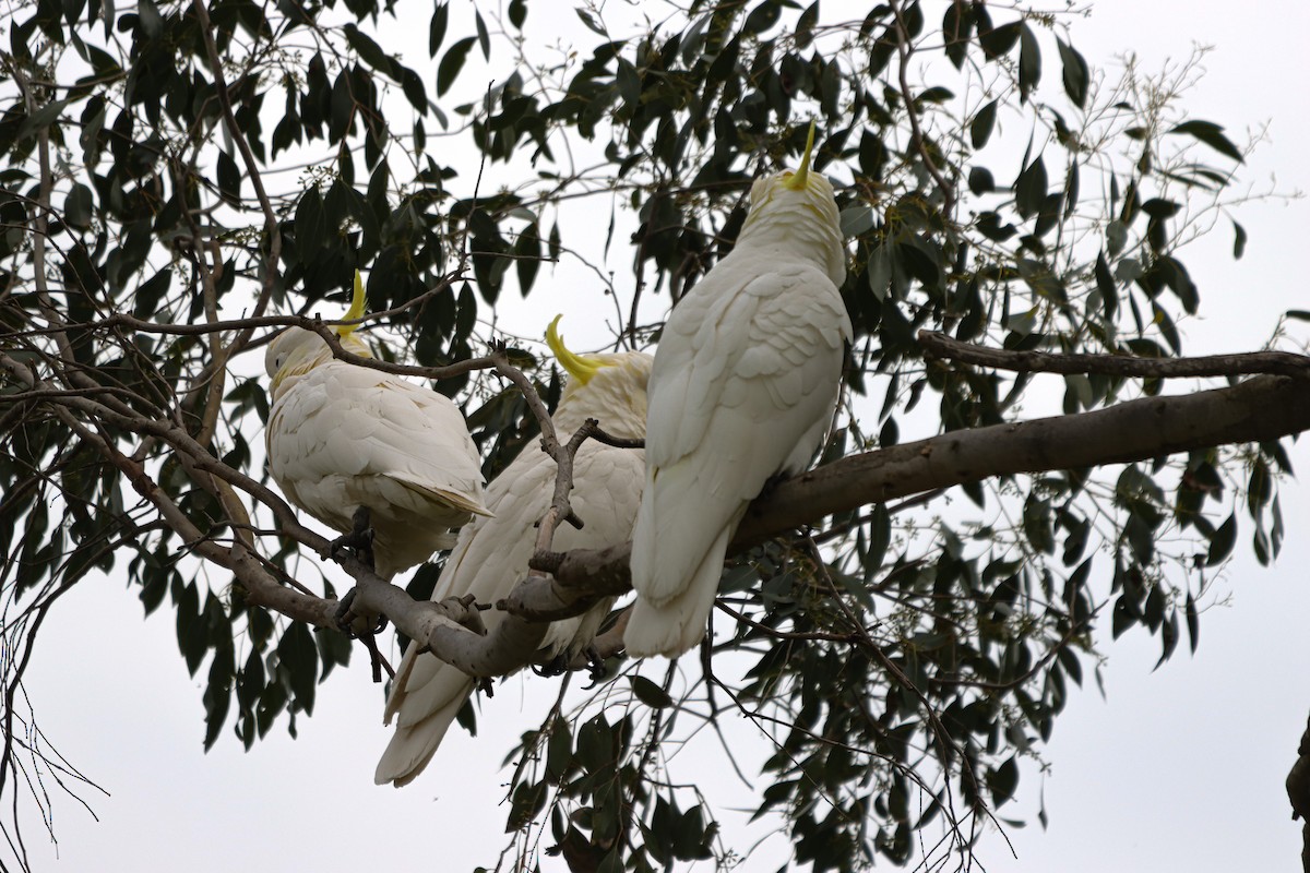 Cacatúa Galerita - ML642151446