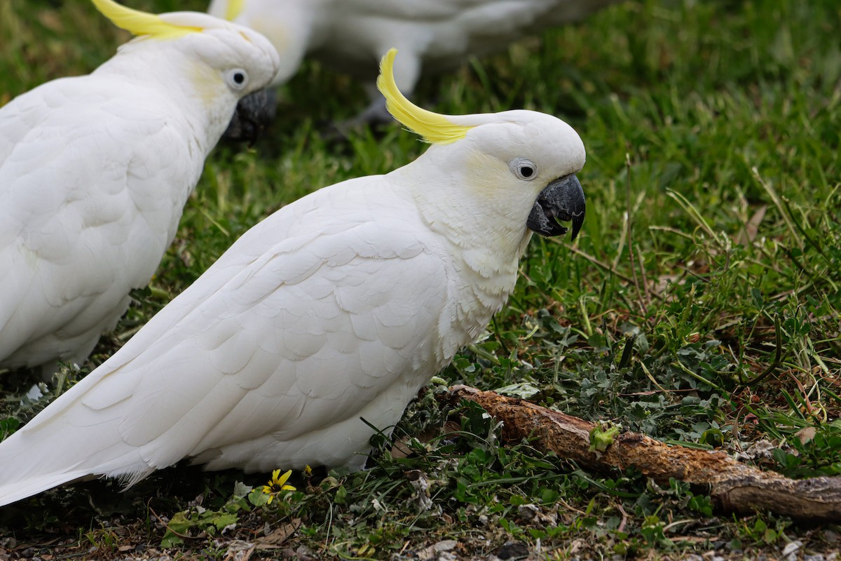Cacatúa Galerita - ML642151447