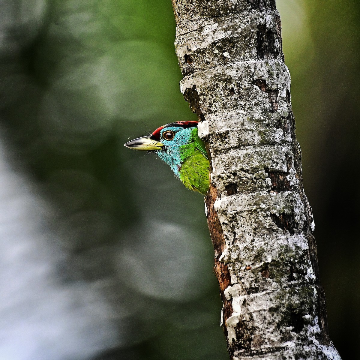 Blue-throated Barbet - ML642151449