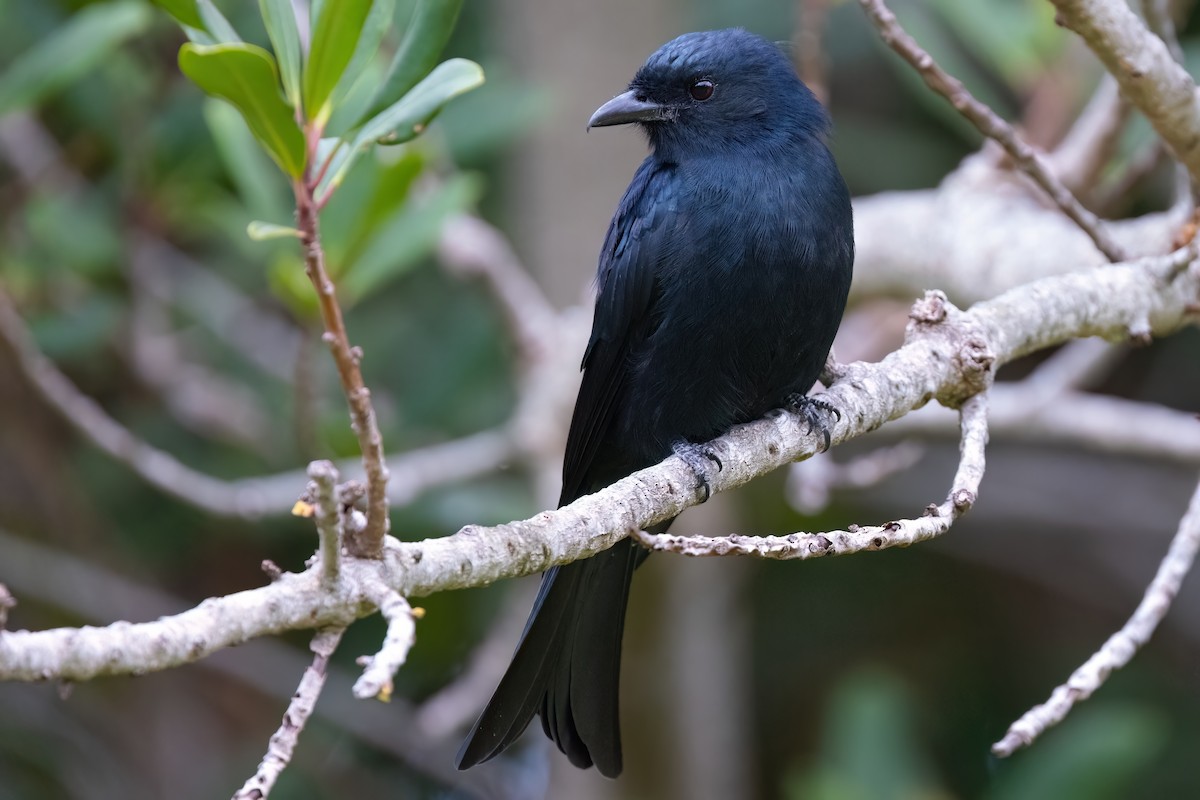 Drongo Ahorquillado - ML642151467